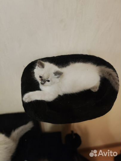 Невская маскарадная