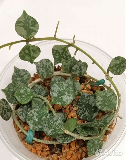 Комнатные растения(хойи, эониумы)