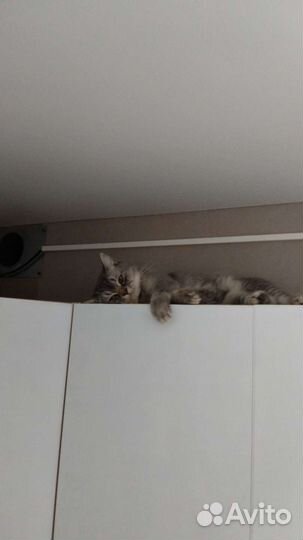 Кот шотландец