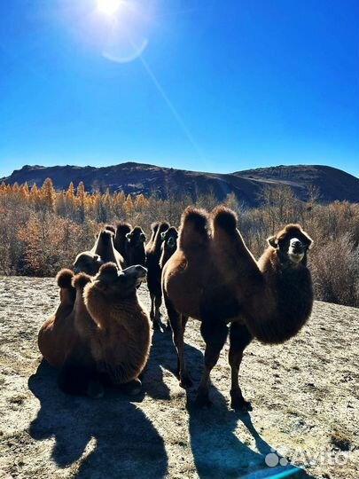 Рождественский тур в Горный Алтай (РАССРОЧКА)