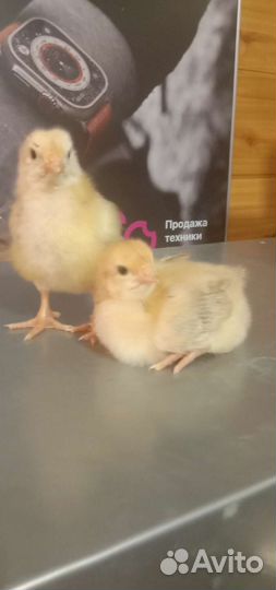 Цыплята мясо- яичного направления Редбро Венгрия