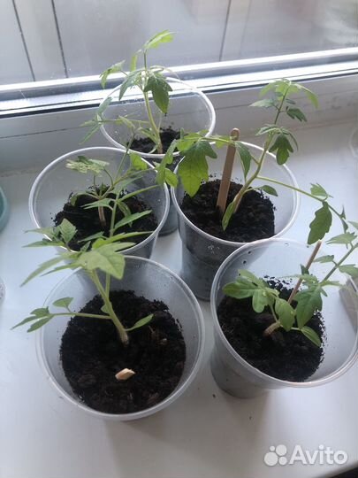 Рассада помидор черри(для подоконника)