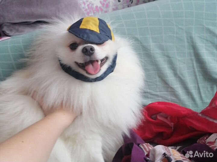 Шапка для собаки