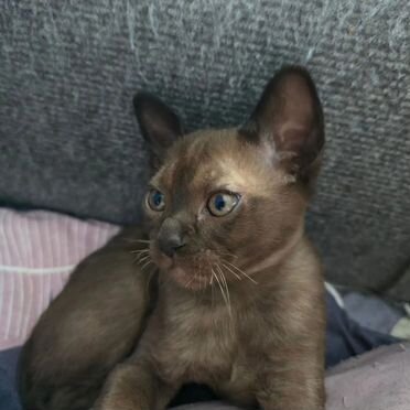 Американский бурманский котёнок