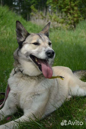 Собака в добрые руки из приюта