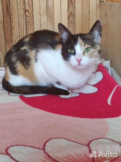 Кошка в добрые руки