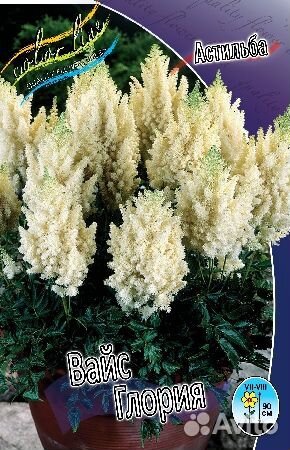 Астильбы,лилейники