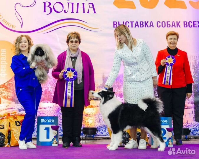 Услуги хендлера.Грумминг.Передержка