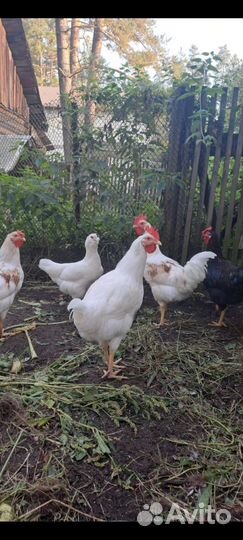 Молодые петухи