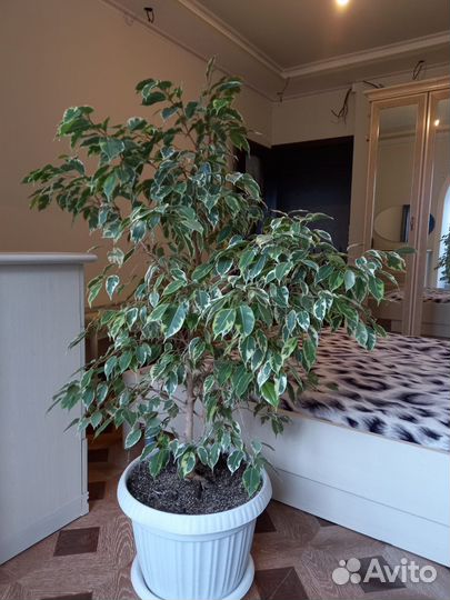 Бенджамина