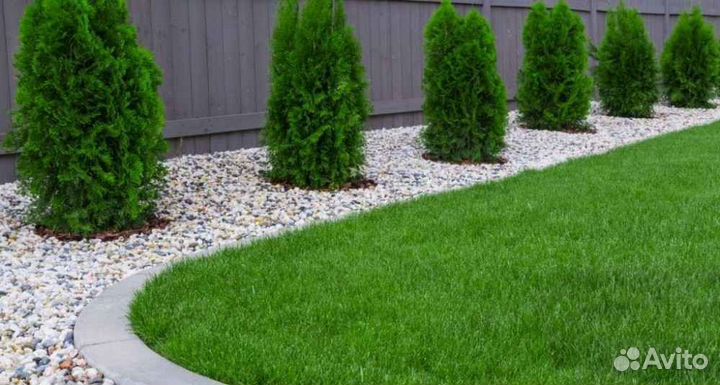Рулонный газон, укладка, продажа