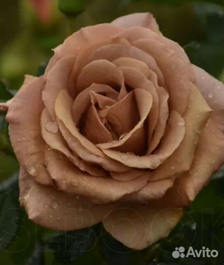 Роза Мокороза новый ароматный красивый сорт