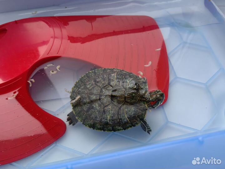 Красноухая черепаха с аквариумом