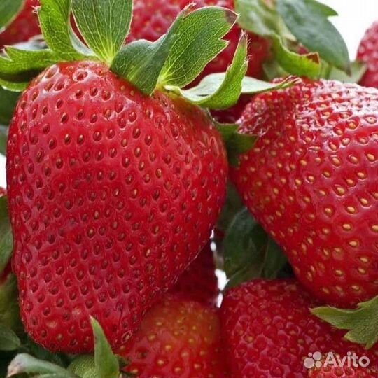 Саженцы клубники Хоней (5шт)