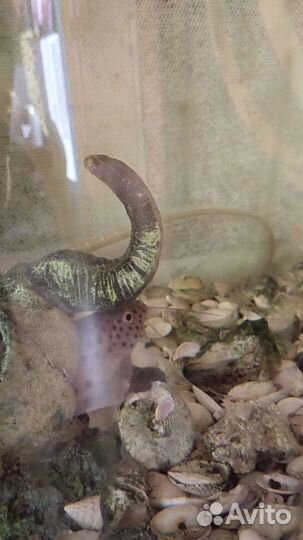 Аквариум панорамный.100 литров.Усиленный