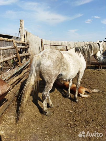 Кобыла с жеребёнком 8 лет