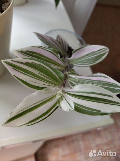 Традесканция Нанук