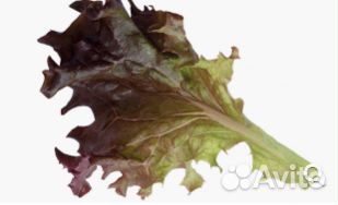 Семена Салата 