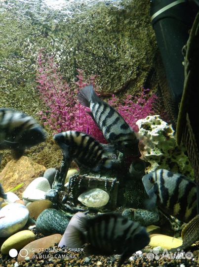 Цихлазома чернополосая