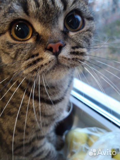 Кошечка Мила