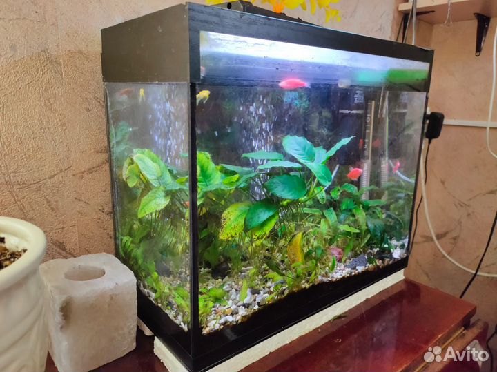 Аквариумы 100л и 30л со всем оборудованием и рыба