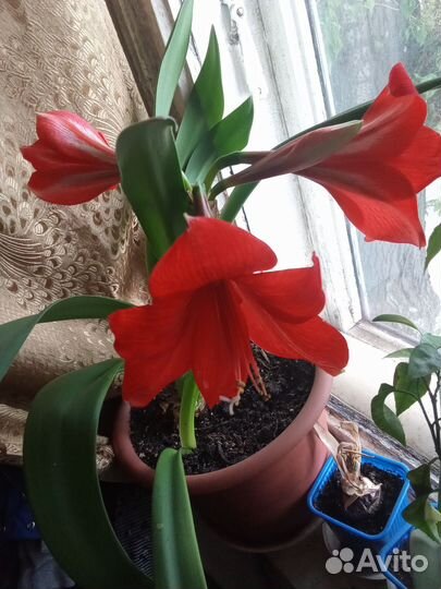 Гипераструм