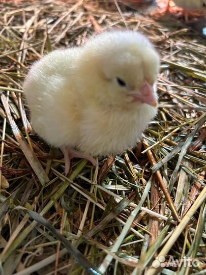 Цыплята, гусята, утята и другие птицы