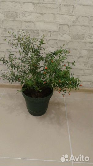 Гранат декоративный