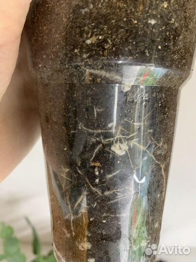 Шлюмбергера сортовая