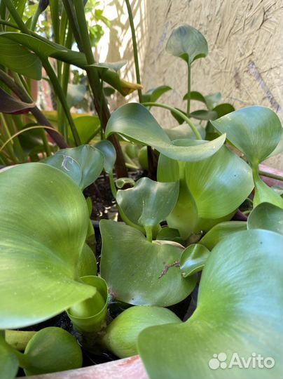 Эйхорния водный гиацинт