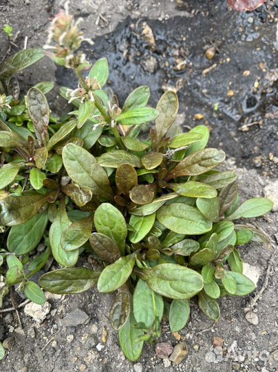 Почвопокровные, живучка, селумы, барвинок