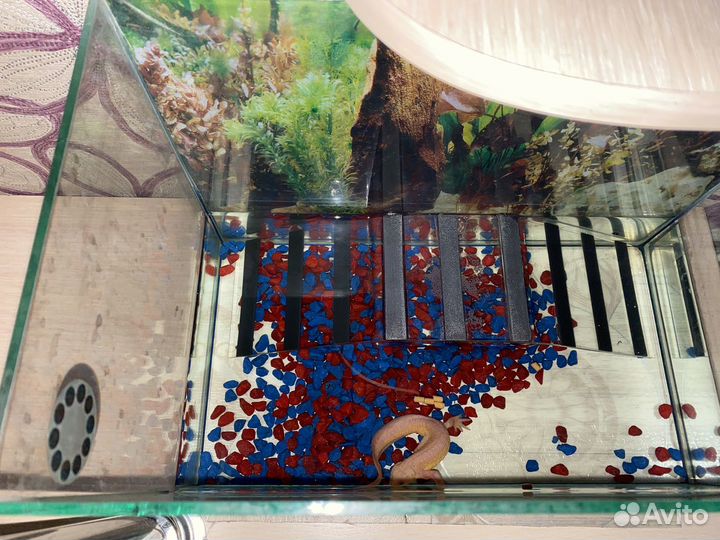 Испанский желтый тритон