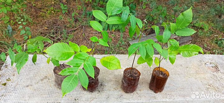 Орех маньчжурский саженцы