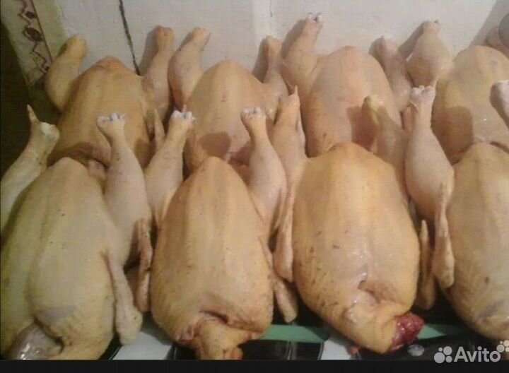 Мясо домашних бройлеров, уток