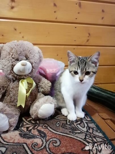 Котёнок в добрые руки