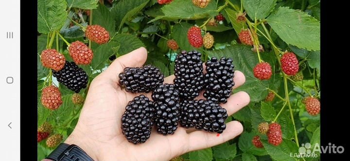 Саженцы ежевики без шипной