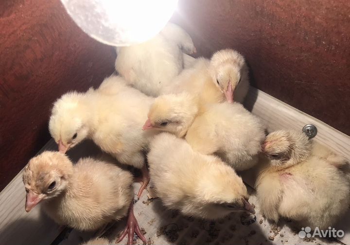 Цыплята бройлеры кобб 500