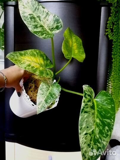 Филодендрон Гигантум Вариегатный Близзард