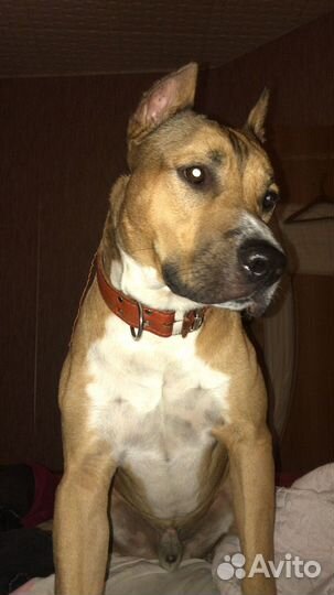 Американский питбуль