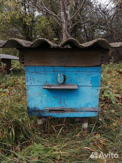 Ульи с пчелами