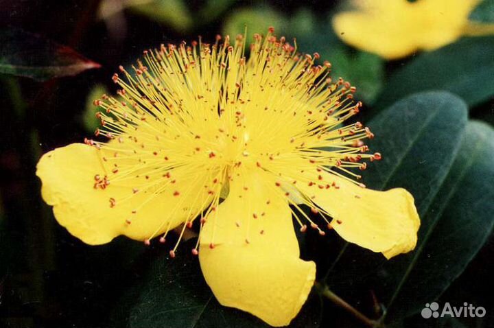 Хвойники.,Ива,Гибискус, Кизильник