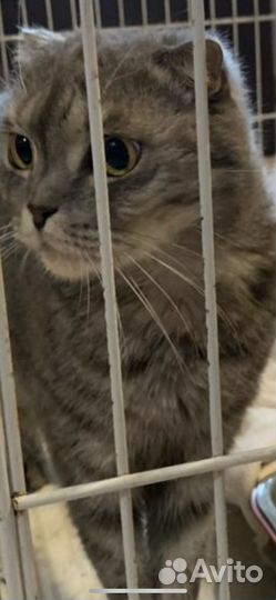 Шотландский вислоухий кот