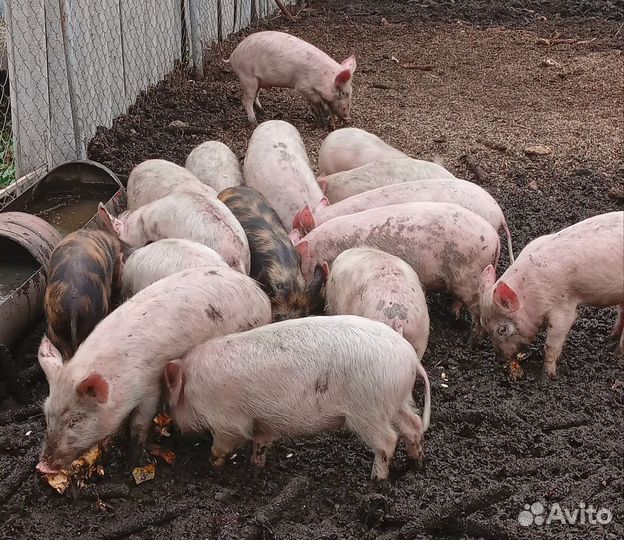 Поросята