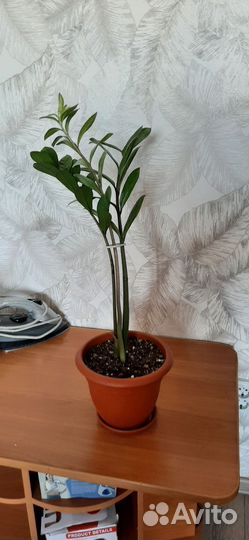 Замиокулькас