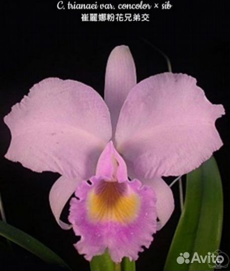 Cattleya trianae concolor *sib