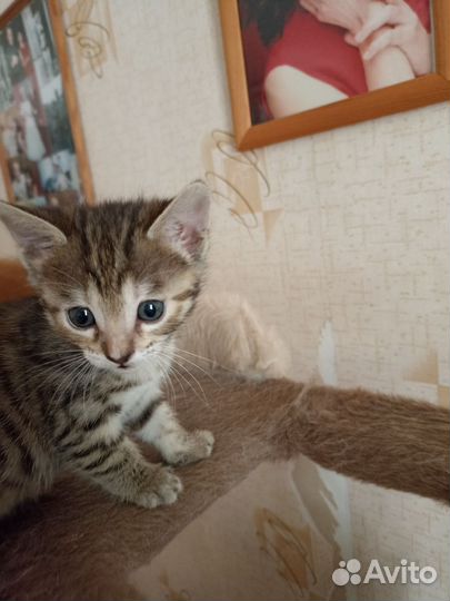 Котята в добрые руки, очень милые,игривые