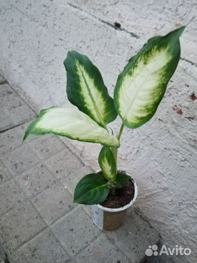 Цветы разные