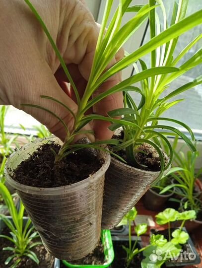 Гвоздика ампельная, вышлю почтой