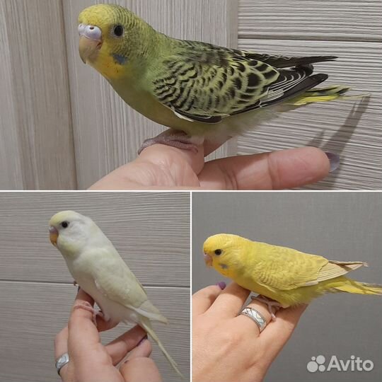 Волнистые попугаи