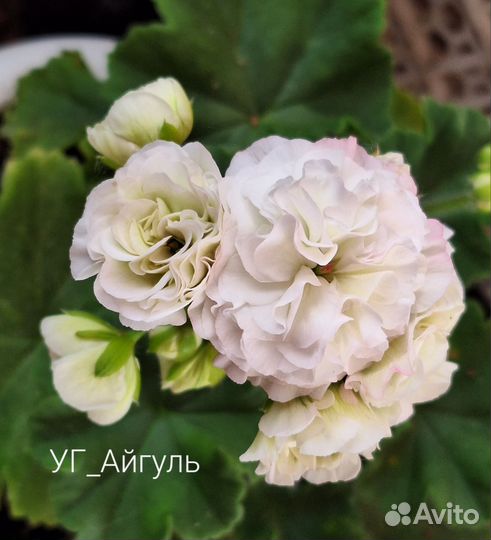 Пеларгония, коллекционные сорта